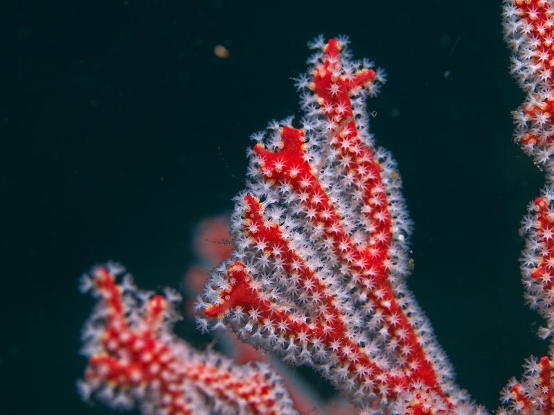 Polyp, Rubiah Sea Garden